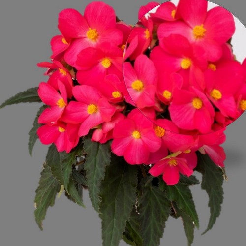 Begonia elatior 'Florencio Hot Pink' - Roosbegoonia 'Florencio Hot Pink'